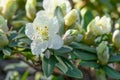 Hikage tsutsuji tree Rhododendron keiskei var. procumbens pale yellow flowers Royalty Free Stock Photo